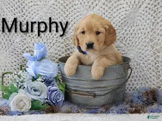 Golden Retriever dogs for sale: Murphy - Ad 3