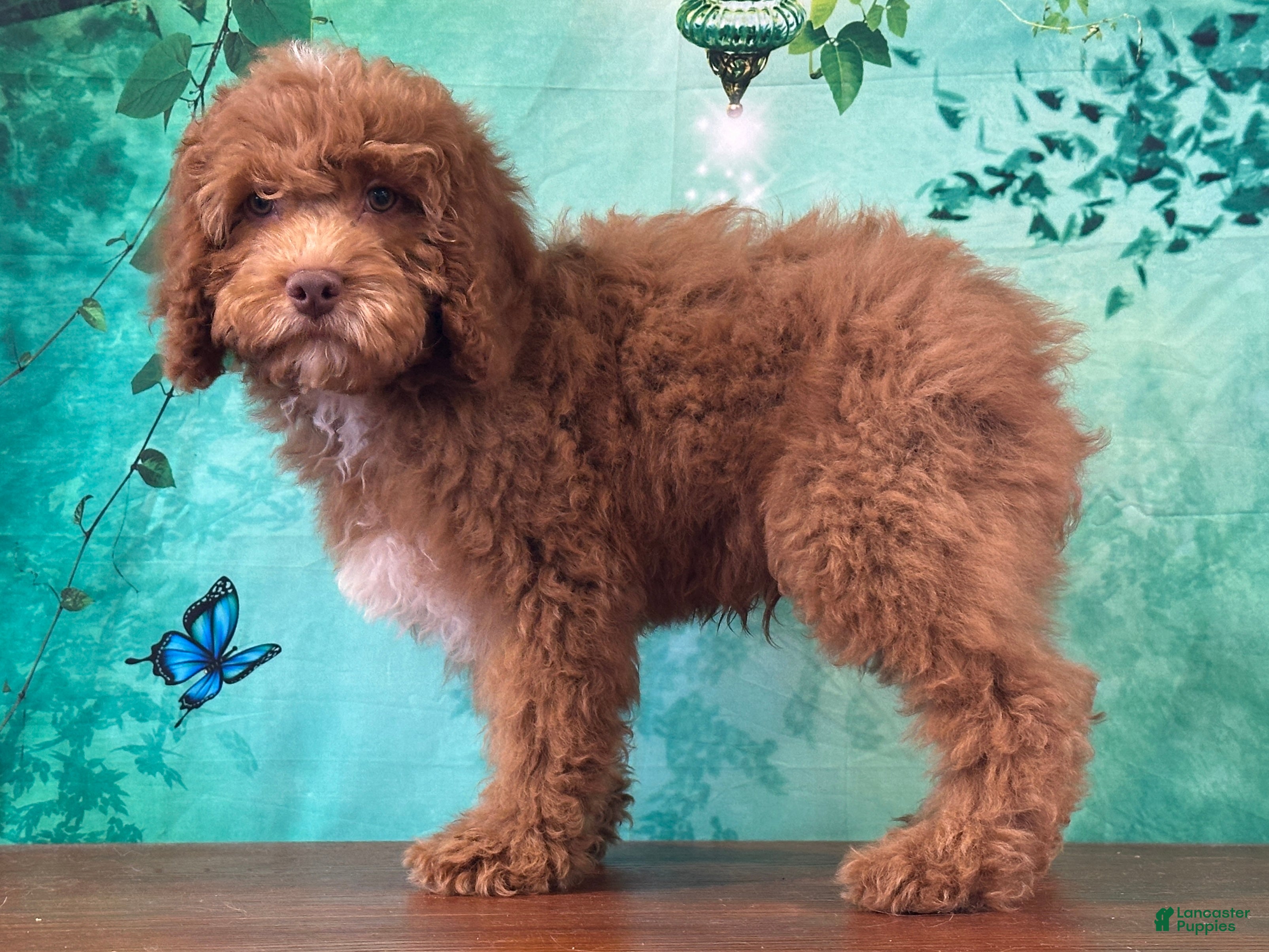 Cockapoo dogs Butters  - Ad 2
