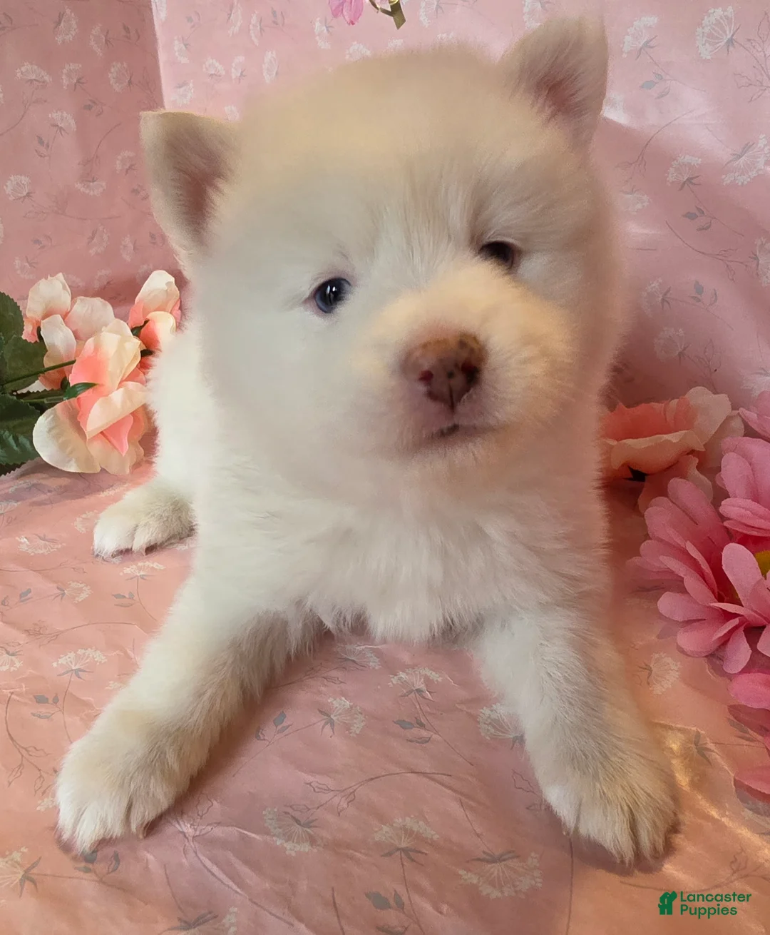 Pomsky dogs for sale: Daphue - Ad 2