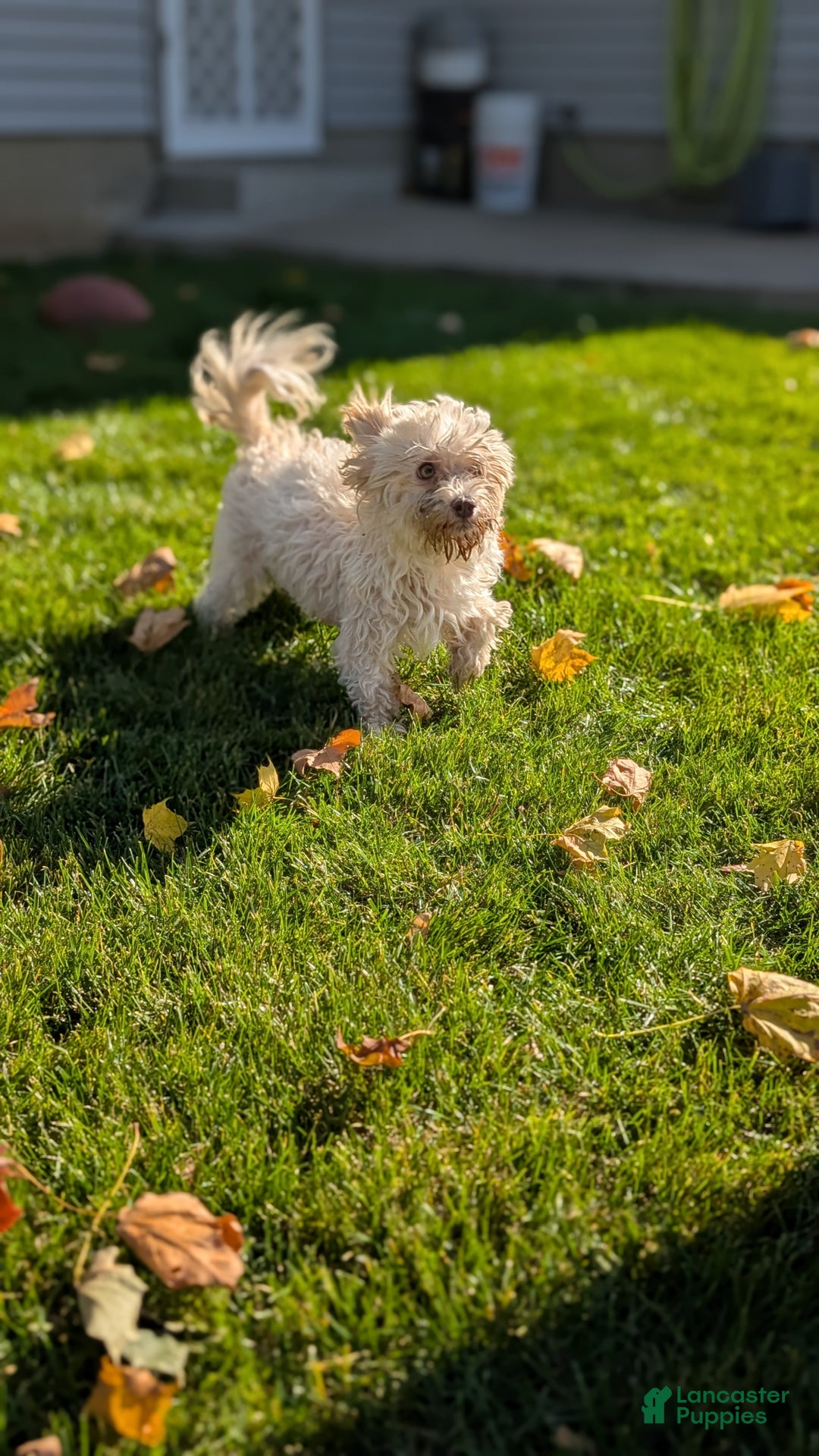 Havanese dogs for sale: Macy - Ad 11