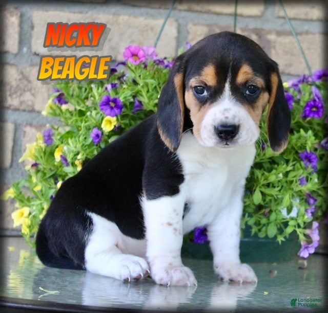 Beagle dogs Nicky - Ad 1