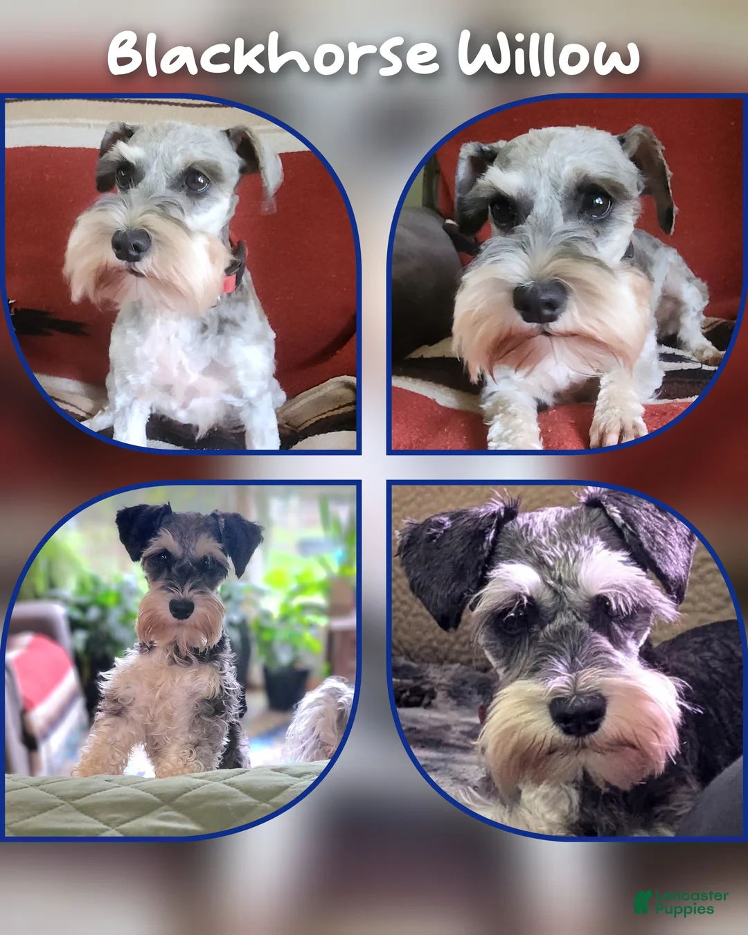 Miniature Schnauzer dogs for sale: Hank - Ad 2
