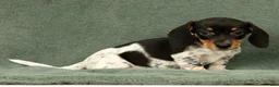 Miniature Dachshund dogs for sale: Clem - Ad 3
