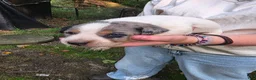 Mixed Breed dogs for sale: Mixed Breed 10 - Ad 2