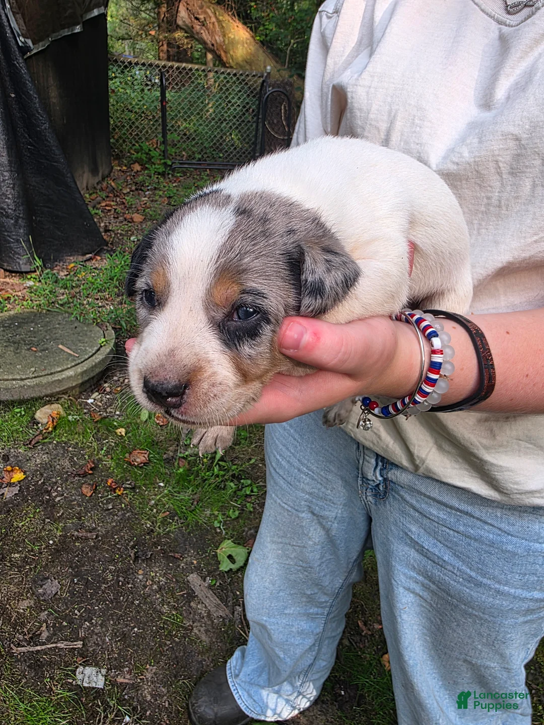Mixed Breed dogs for sale: Mixed Breed 10 - Ad 2