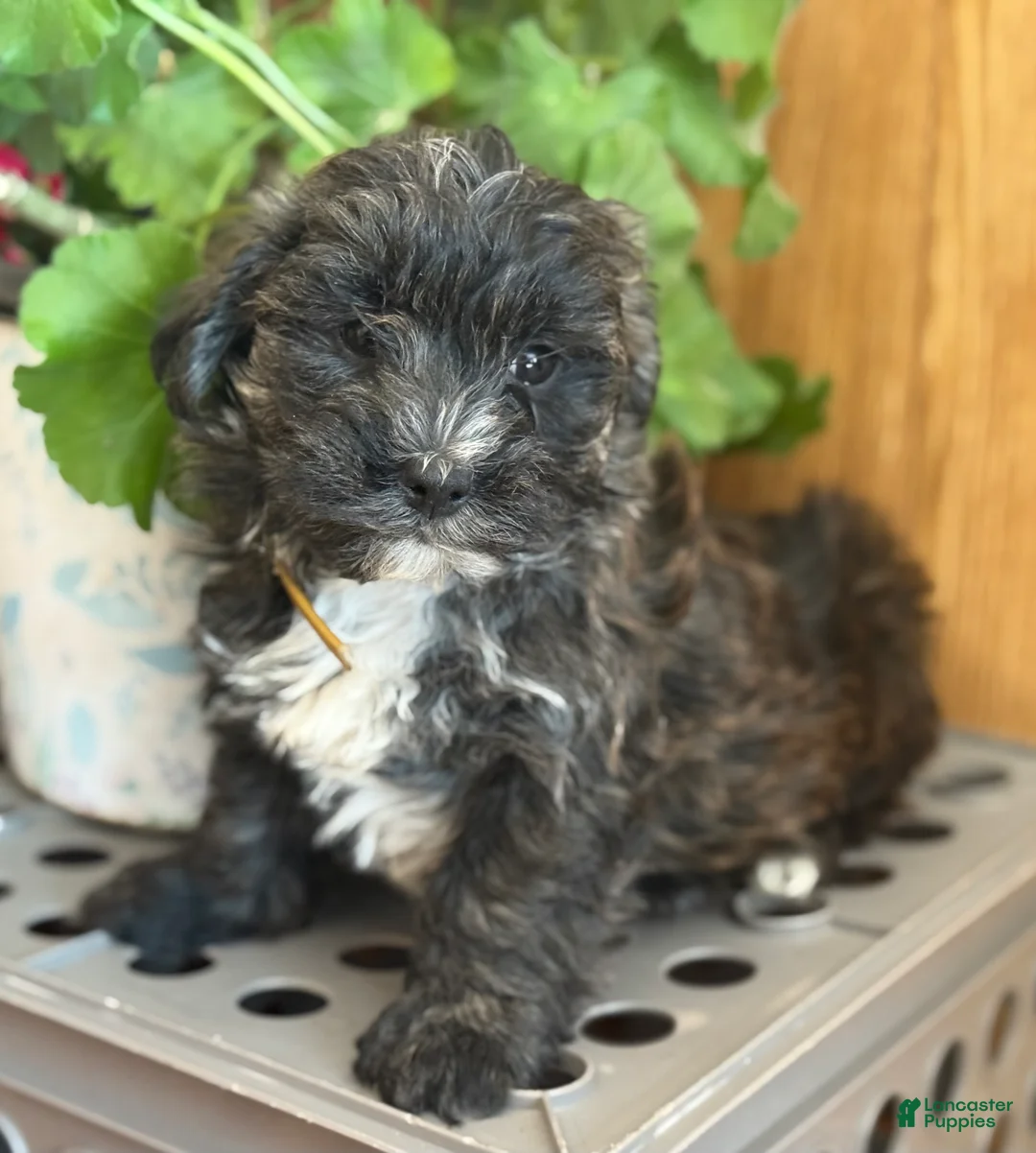 Morkie dogs for sale: Smoky - Ad 3