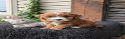 Cavapoo dogs for sale: Sandy  - Ad 3