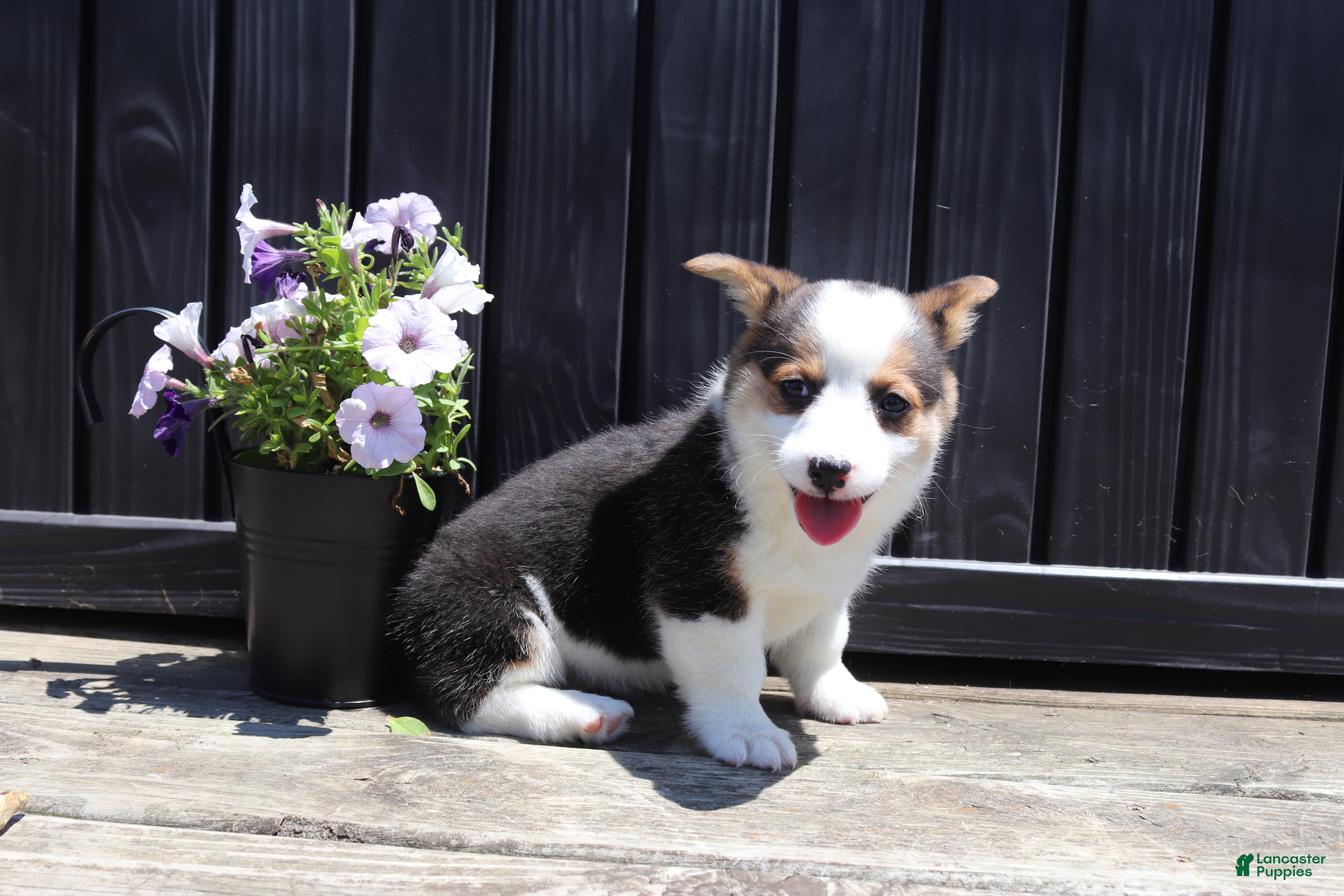 Welsh Corgi Pembroke dogs Irene - Ad 2