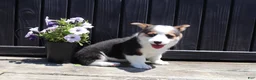 Welsh Corgi Pembroke dogs for sale: Irene - Ad 2