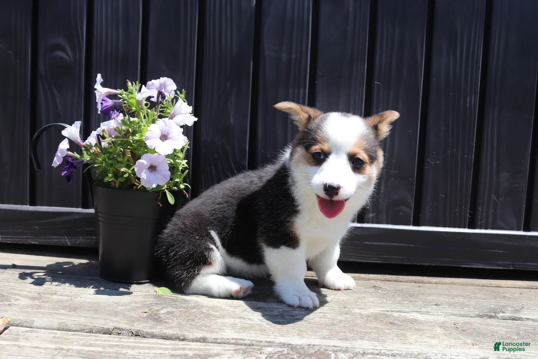 Welsh Corgi Pembroke dogs for sale: Irene - Ad 2