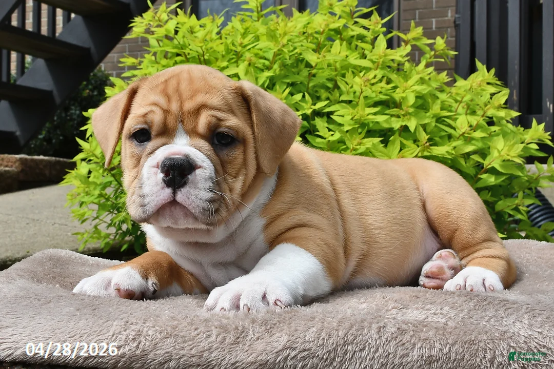 Beabull dogs for sale: Missy - Ad 2