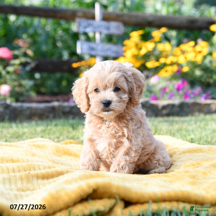 Cockapoo dogs Lilac - Ad 1