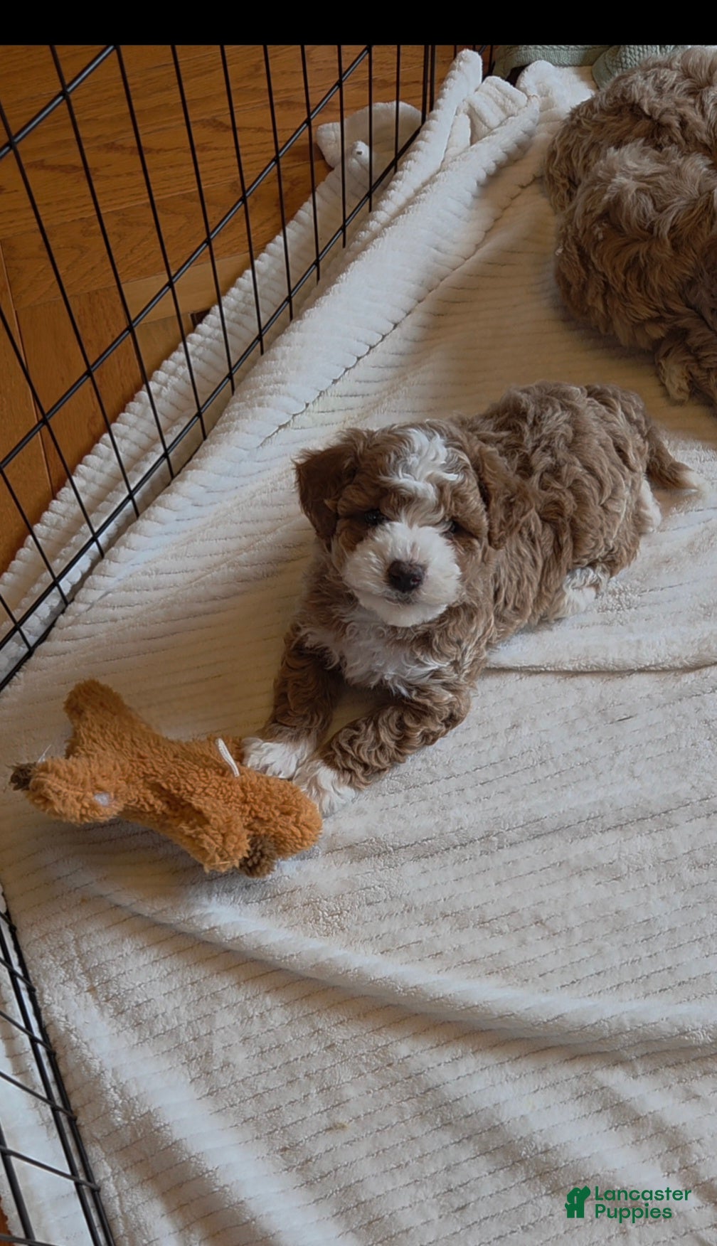 Bichpoo dogs Finn - Ad 2