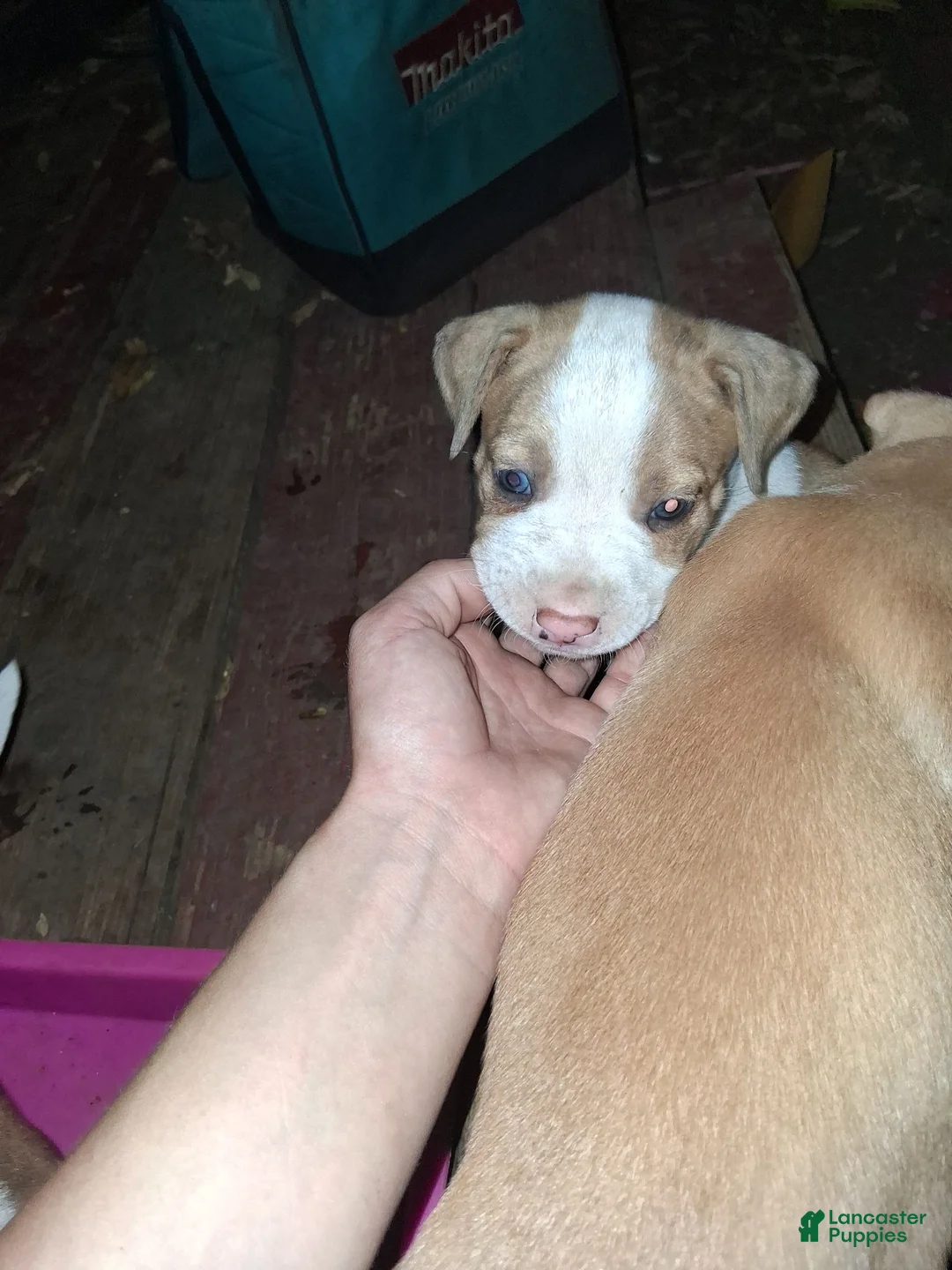 American Pit Bull Terrier dogs for sale: American Pit Bull Terrier 6 - Ad 2