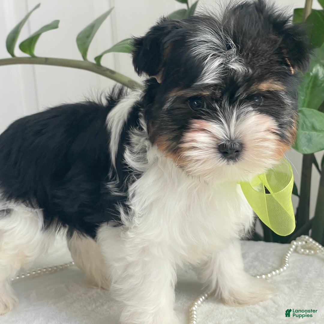 Biewer Terrier dogs for sale: Kodiak - Ad 5