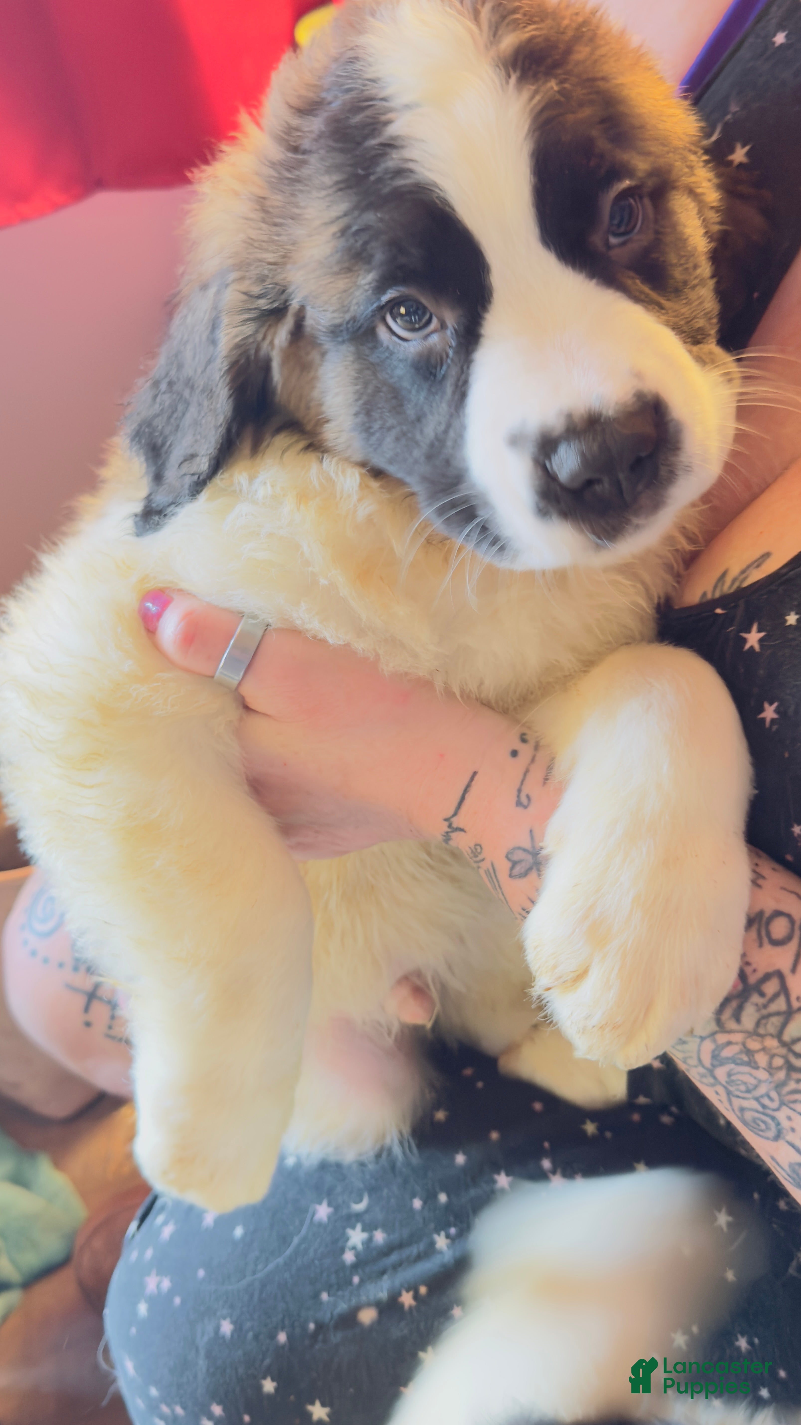 Saint Bernard dogs Willie - Ad 1