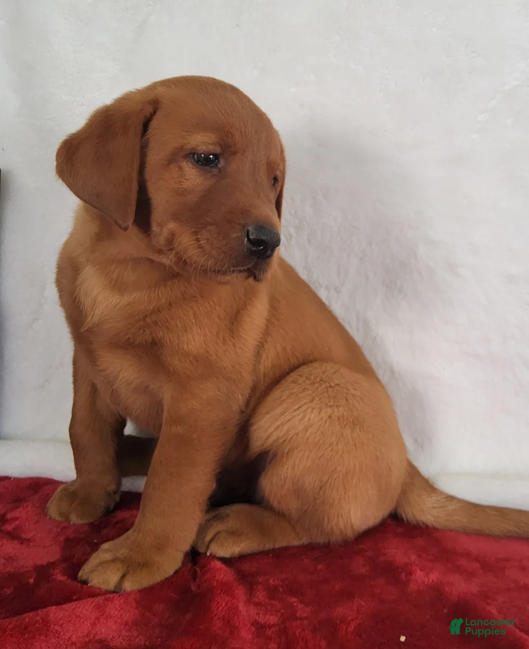 Labrador Retriever dogs for sale: Blaze - Ad 1