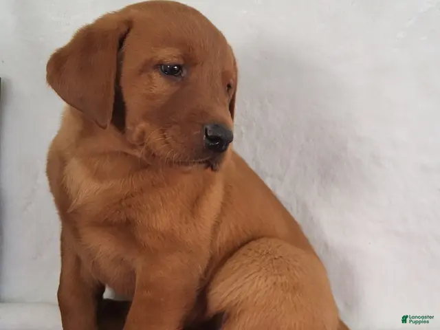 Labrador Retriever dogs for sale: Blaze - Ad 1