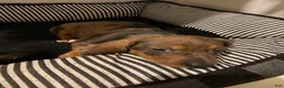 Miniature Dachshund dogs for sale: Duckie - Ad 8