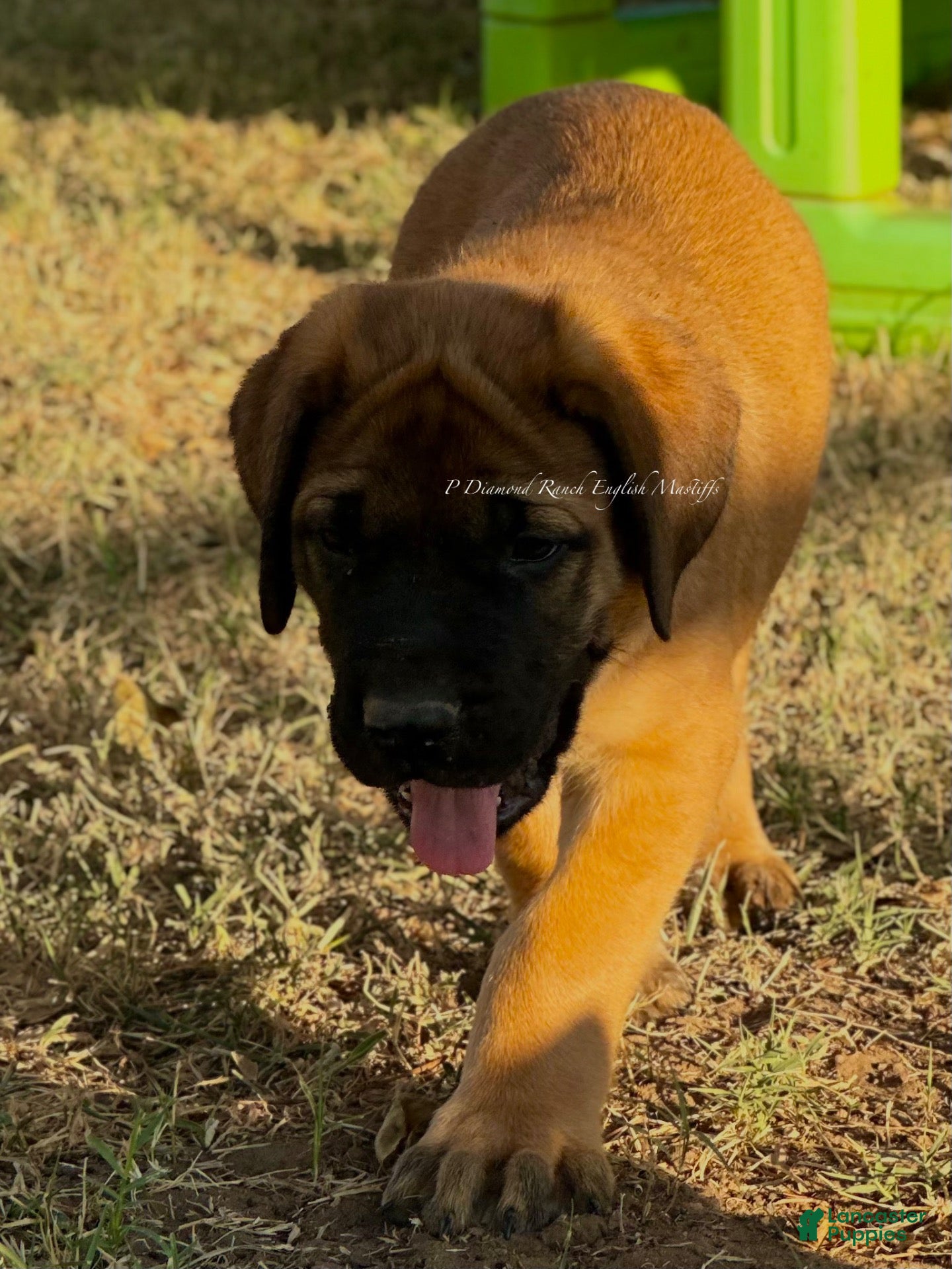 English Mastiff dogs Rocky (Green) - Ad 2