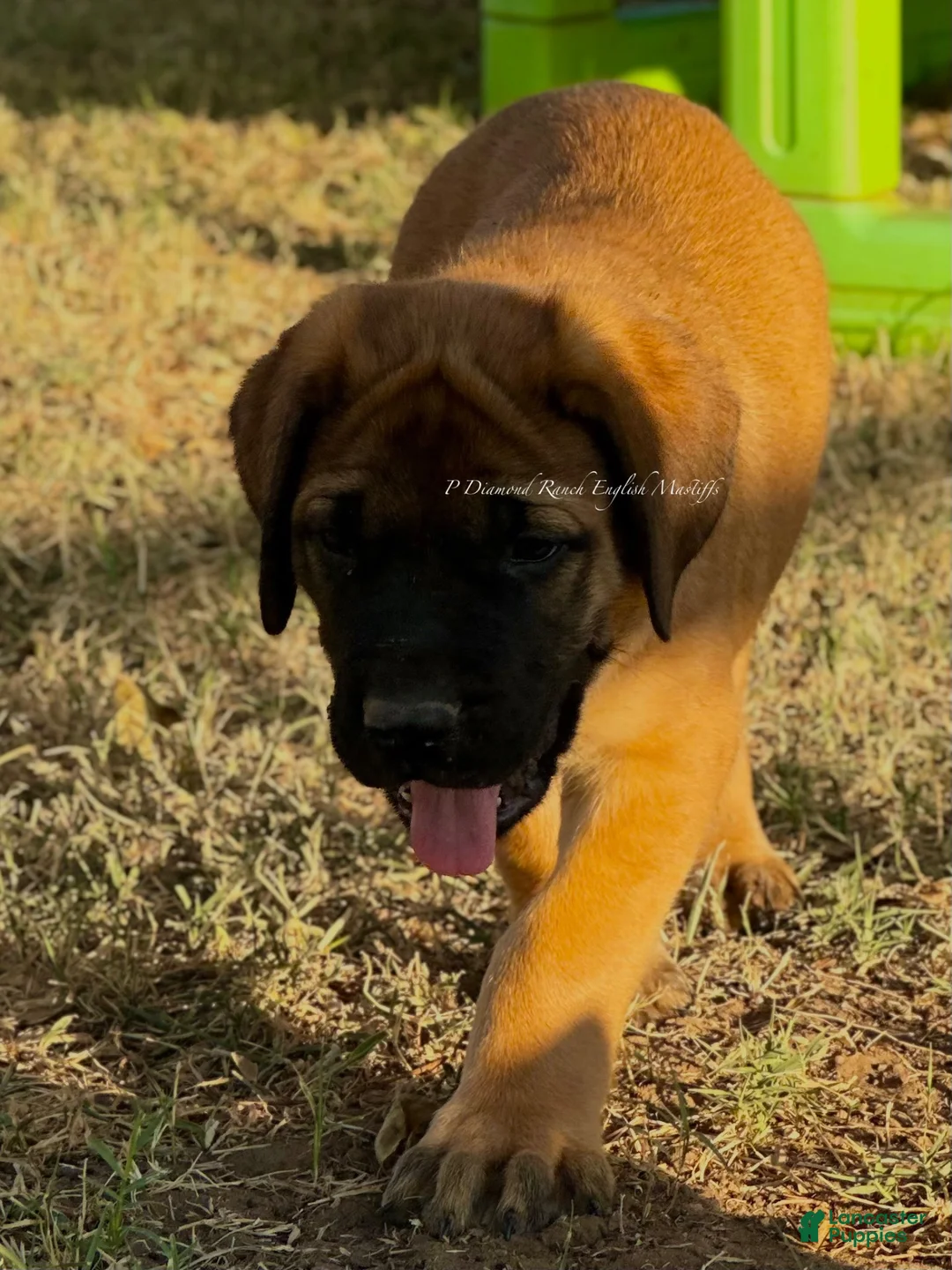 English Mastiff dogs for sale: Rocky (Green) - Ad 2