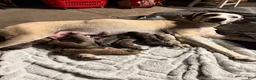 Mixed Breed dogs for sale: Harleyquin Male - Ad 6