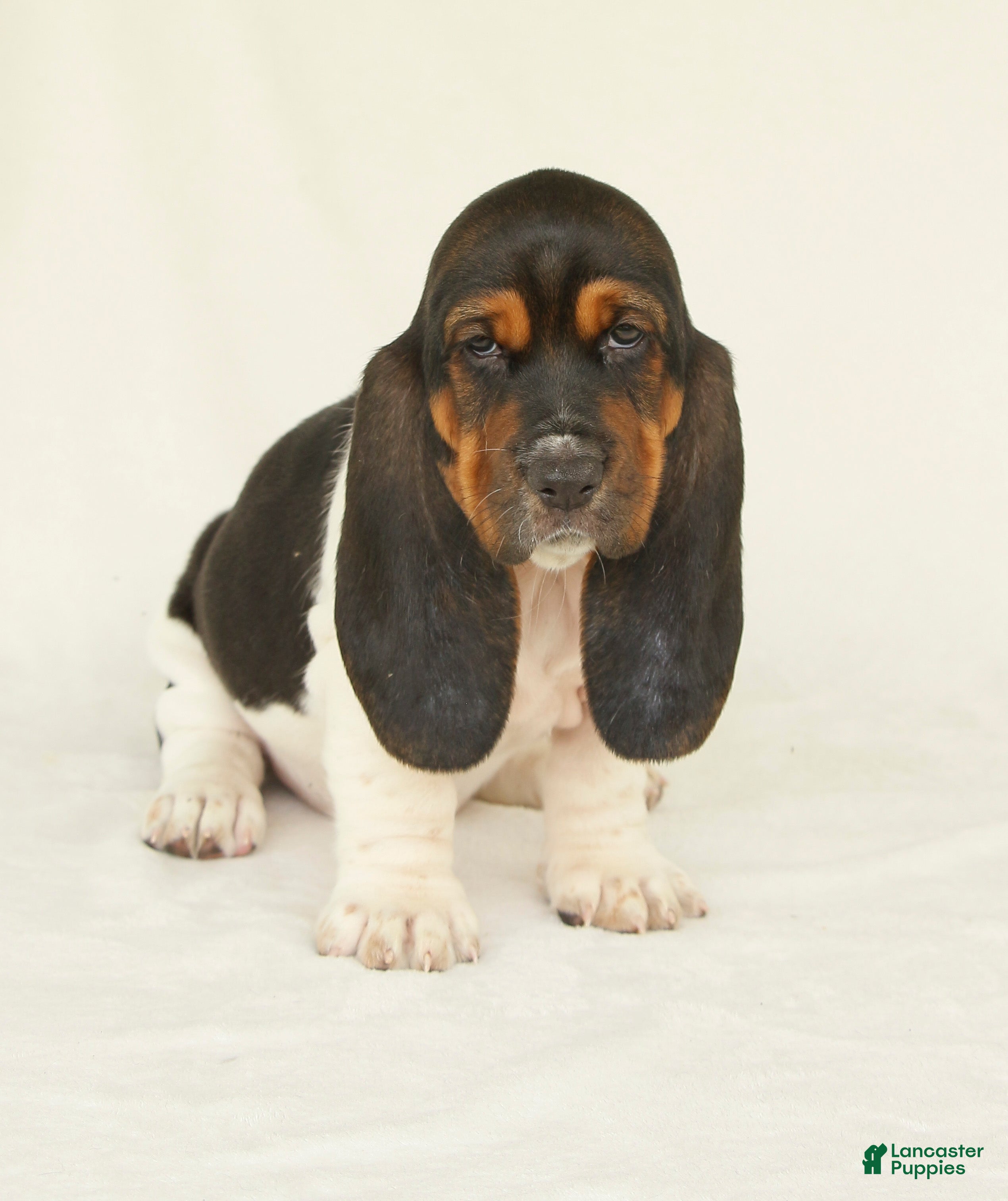 Basset Hound dogs Angel - Ad 2