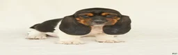 Basset Hound dogs for sale: Angel - Ad 2