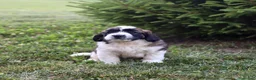 Saint Berdoodles dogs for sale: Belle - Ad 5