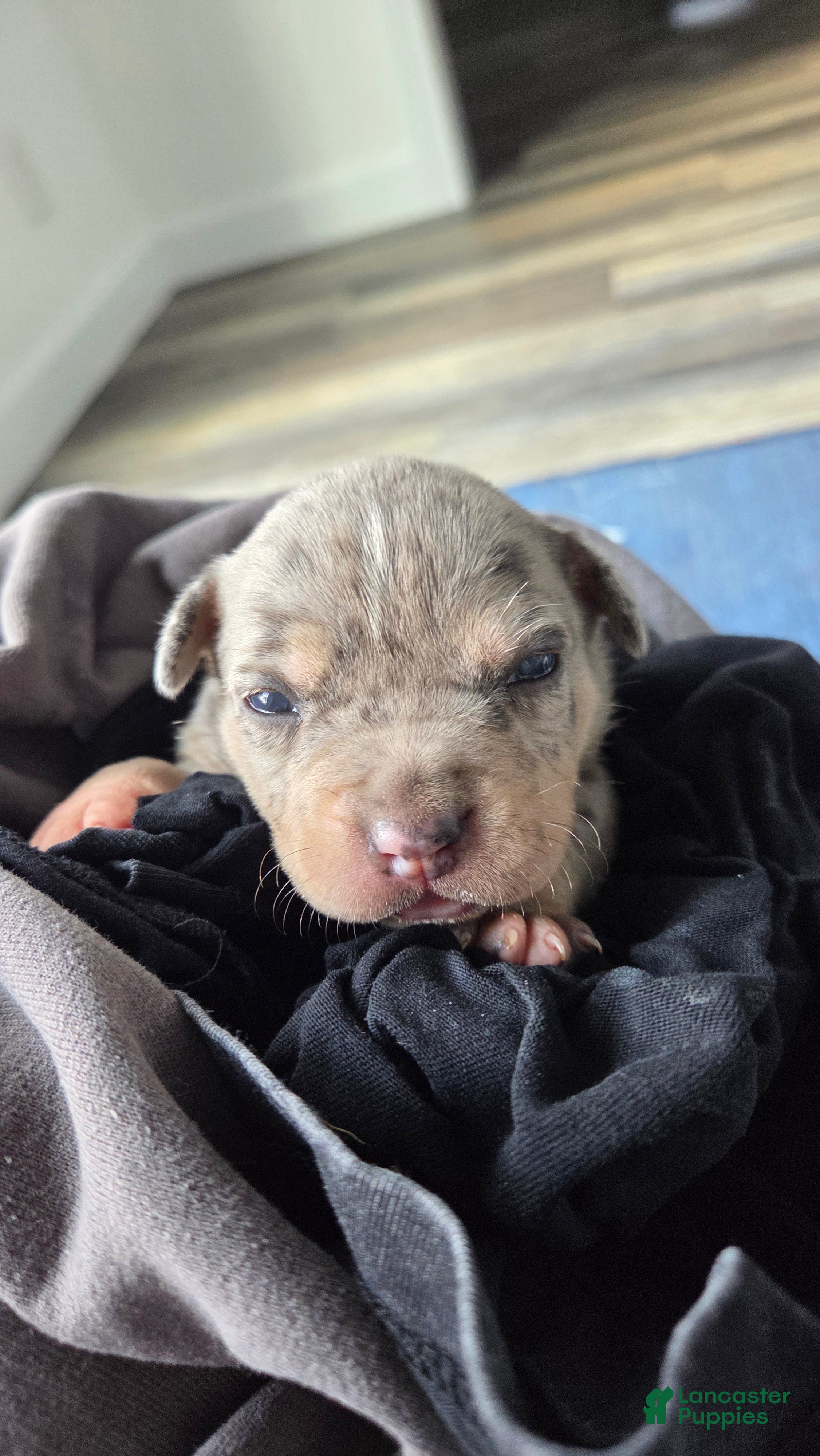 American Bulldog dogs Blue Merle Female (Pink) - Ad 2