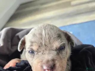 American Bulldog dogs Blue Merle Female (Pink) - Ad 7