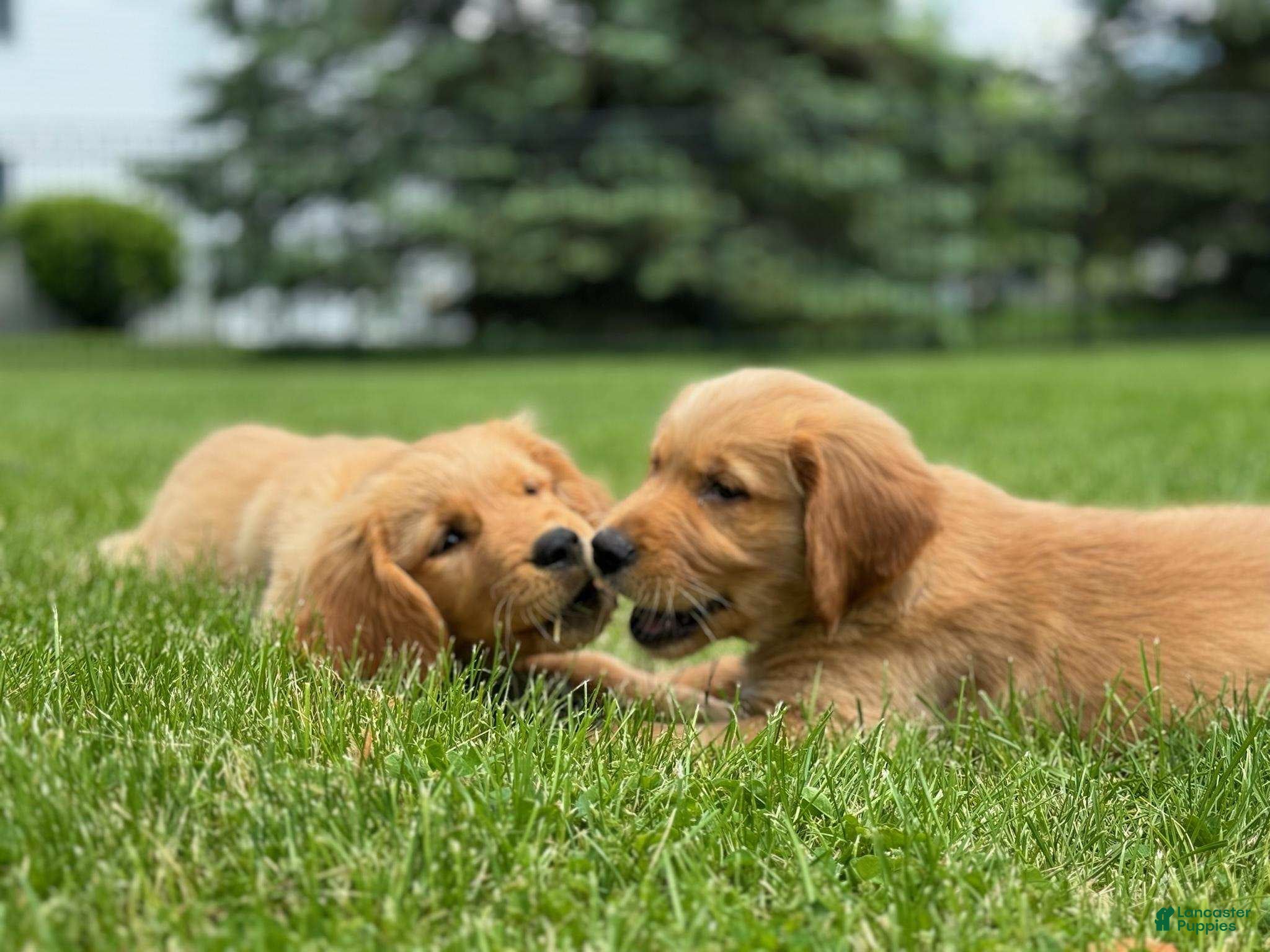 Golden Retriever dogs sarge - Ad 15