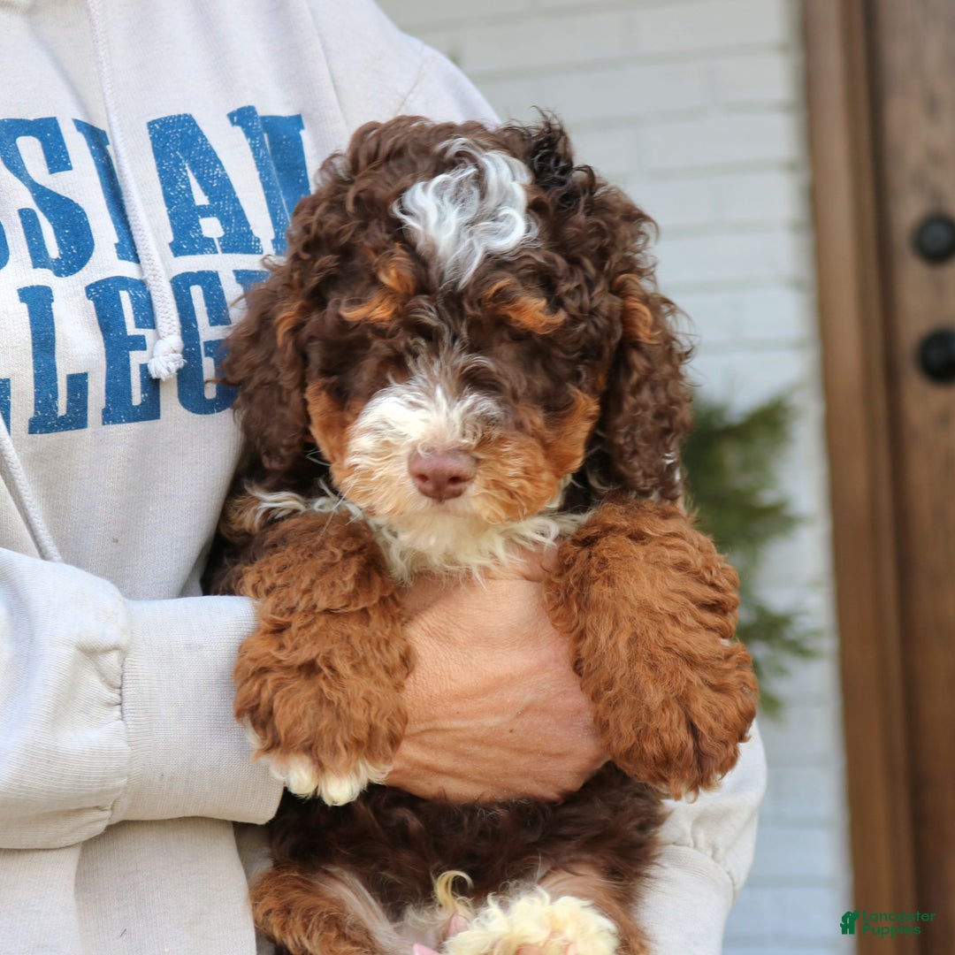 Mini Bernedoodle dogs for sale: Milo  - Ad 2