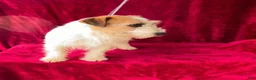 Jack Russell Terrier dogs for sale: Jack Russell Terrier Puppy 5 - Ad 13
