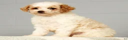 Miniature Poodle dogs for sale: Petunia - Ad 5