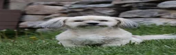 Havanese dogs for sale: Havanese 1 - Ad 11