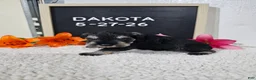 Miniature Schnauzer dogs for sale: Dakota - Ad 10
