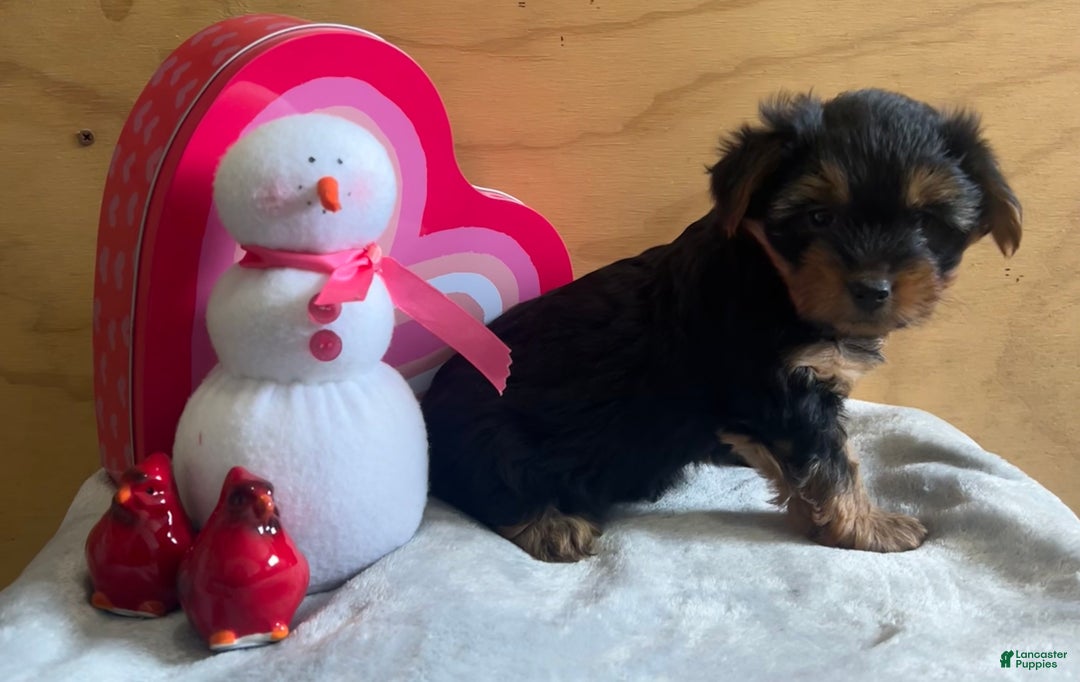 Yorkshire Terrier dogs for sale: Logan - Ad 3