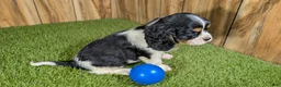 Cavalier King Charles Spaniel dogs for sale: Bessie Boy 1 - Ad 3