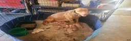 Labrador Retriever dogs for sale: TBD - Ad 4