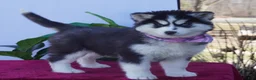 Siberian Husky dogs for sale: Luna - Ad 3