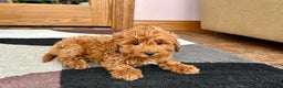 Cavapoo dogs for sale: Cavapoo female Puppy 5 - Ad 4