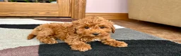 Cavapoo dogs for sale: Cavapoo female Puppy 5 - Ad 4