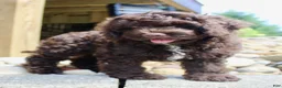 Cockapoo dogs for sale: Aspen - Ad 5