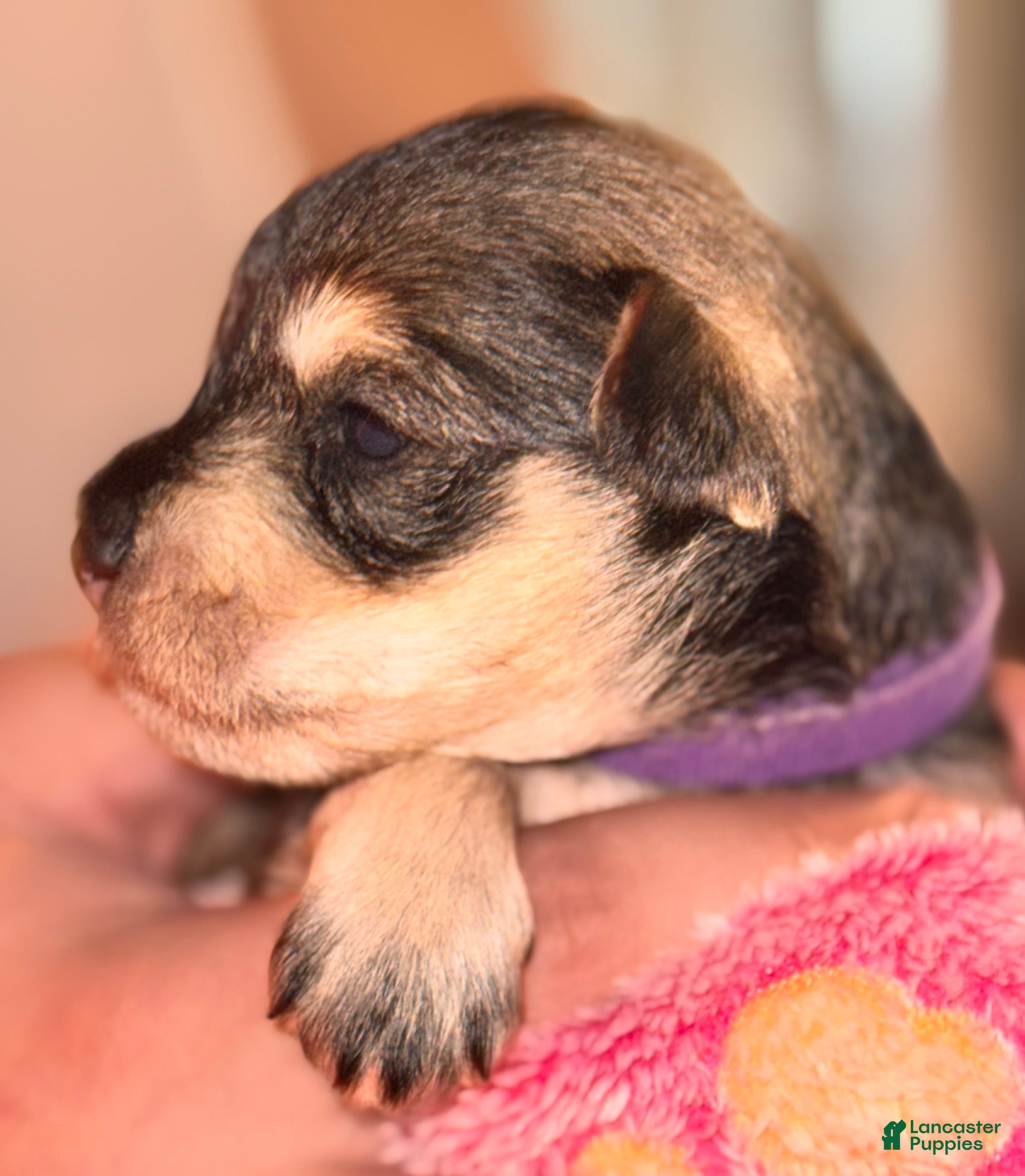 Miniature Schnauzer dogs Miniature Schnauzer Puppy 6 - Ad 41