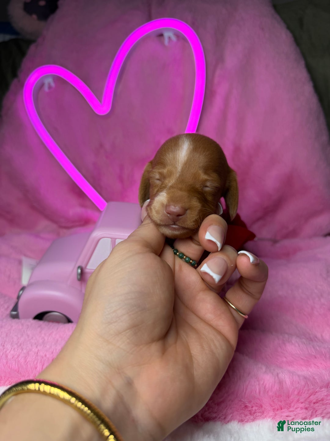 Miniature Dachshund dogs for sale: Miniature Dachshund Puppy 3 - Ad 1