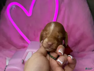 Miniature Dachshund dogs Miniature Dachshund Puppy 3 - Ad 12