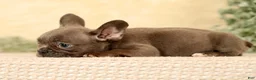 French Bulldog dogs for sale: Wanda - Ad 6