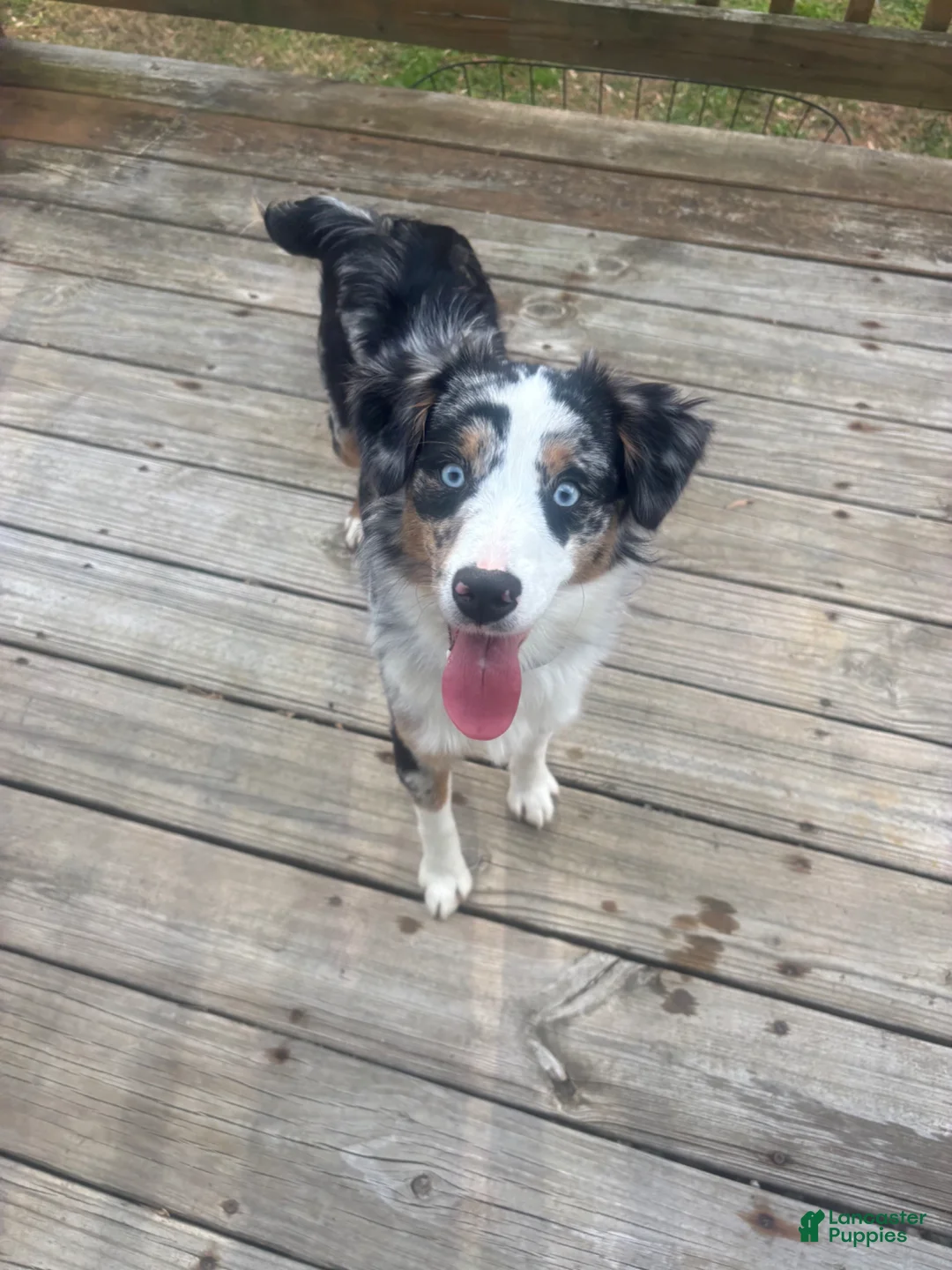 Miniature Australian Shepherd dogs for sale: Remy  - Ad 2