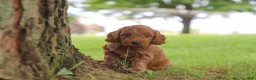 Mini Goldendoodle dogs for sale: Gizmo - Ad 7